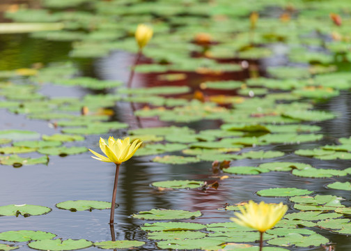 夏季池塘内的绽放中的睡莲