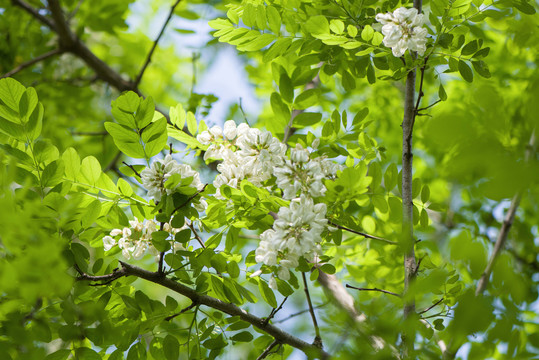 春天洋槐花盛开