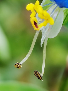 鸭跖花