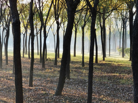 早晨的小树林