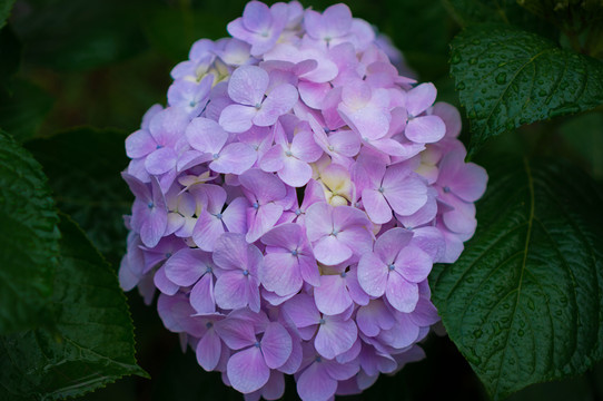 团花锦簇之油画般紫色绣球花