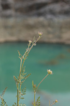 小草野草特写