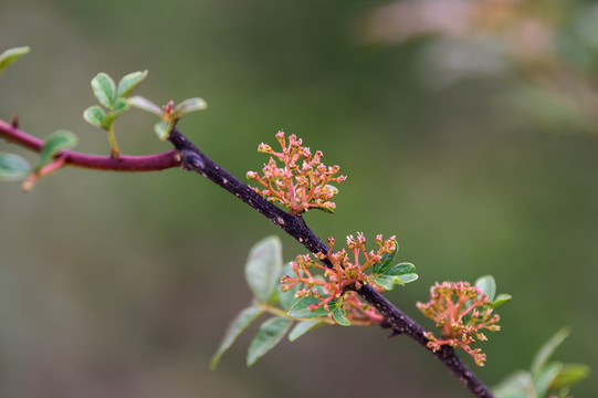 汉源花椒开花特写