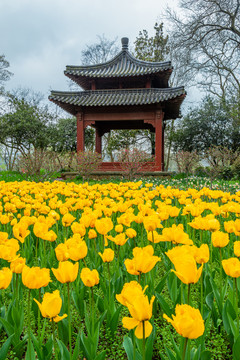 南京中山植物园