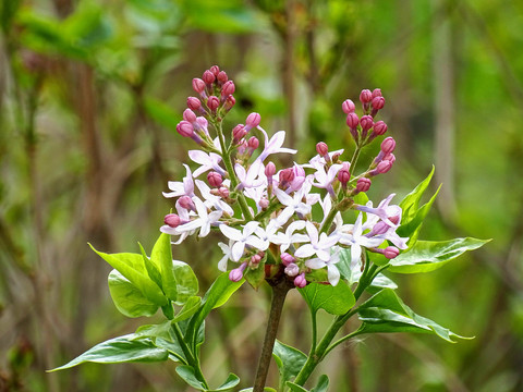 丁香花