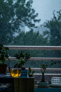 傍晚窗口的盆栽和茶水