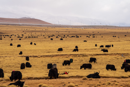 青藏高原上的牦牛群