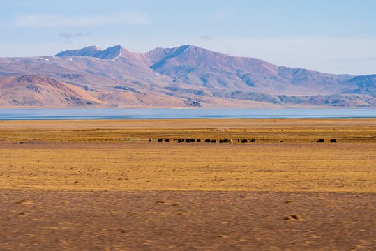 西藏那曲草原牧场上牦牛群18