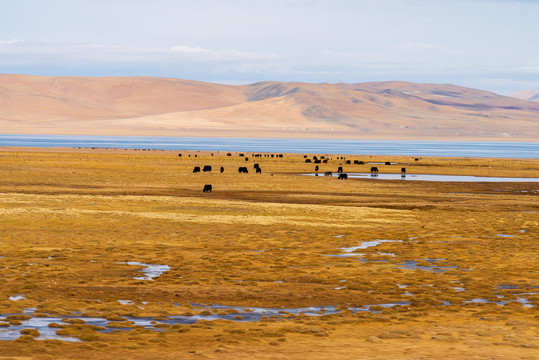 西藏那曲草原牧场上牦牛群20