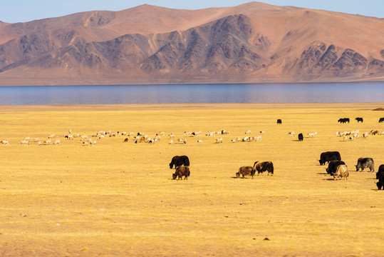 西藏那曲草原牧场上牦牛群29