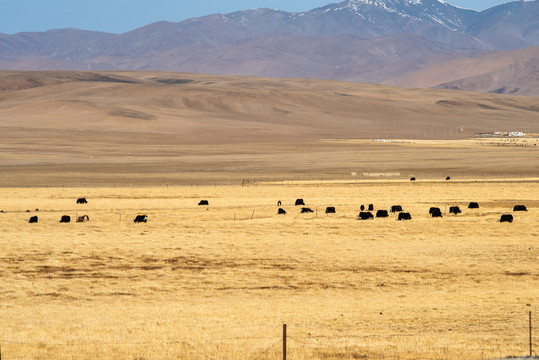 西藏那曲草原牧场上牦牛群35