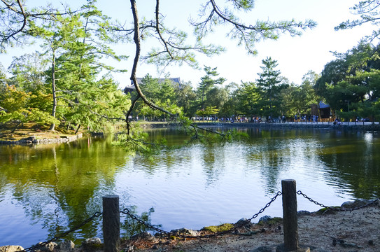 日本奈良神鹿公园