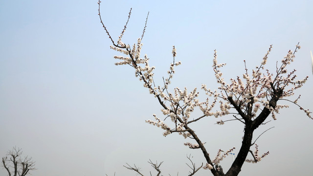 杏树开花