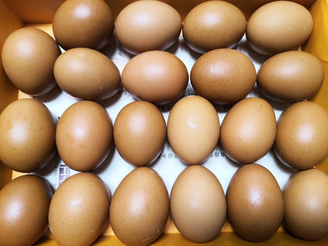 鸡卵