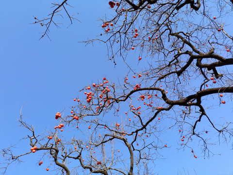 秋天红柿子树