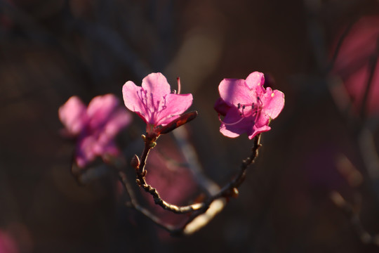 杜鹃花