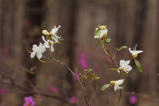 白杜鹃花