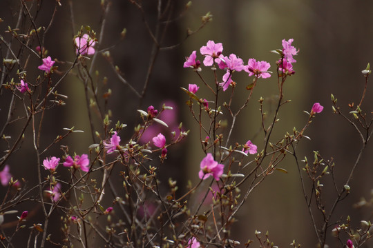 杜鹃花