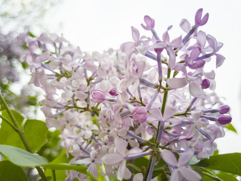 丁香花