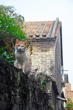 小巷流浪猫