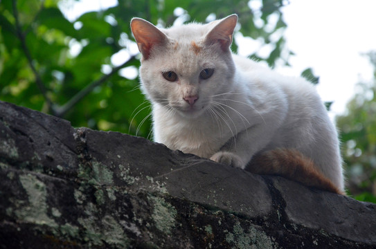 小巷流浪猫