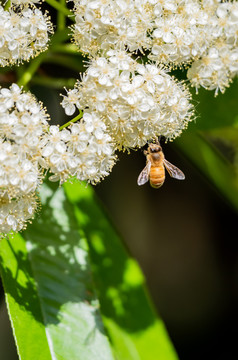蜜蜂花采蜜