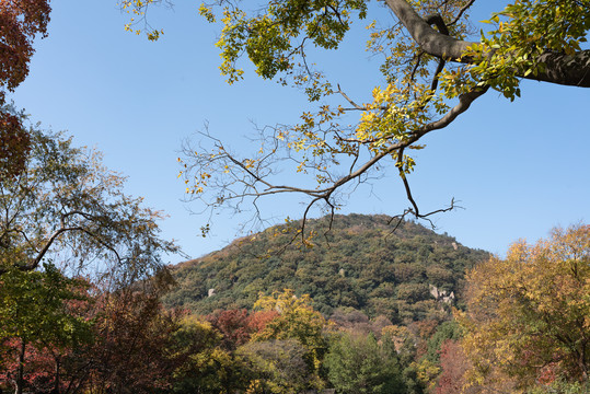 苏州天平山秋色