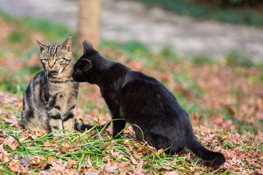 上海嘉定秋霞圃的猫