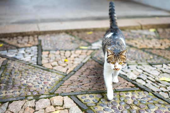 上海嘉定秋霞圃的猫