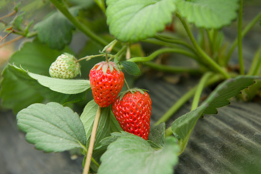 大棚里成熟的草莓