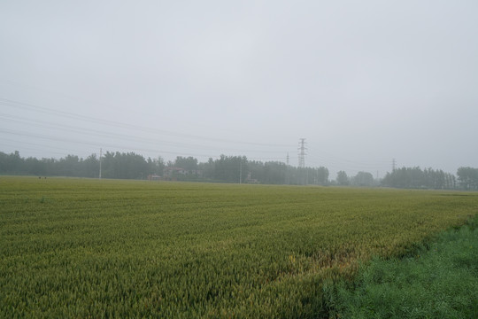 雨后麦田