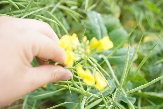 油菜花