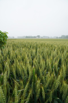 雨后麦田