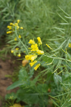 油菜花