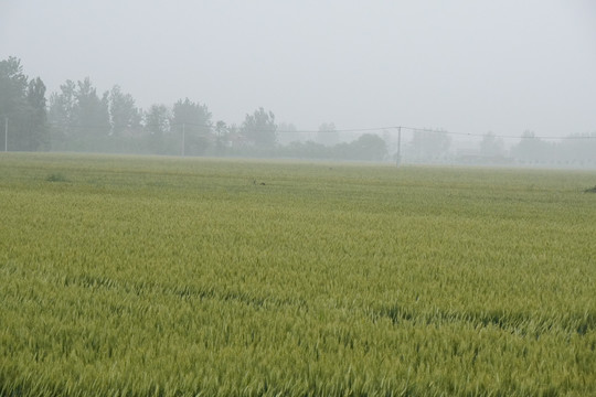 雨中的麦田