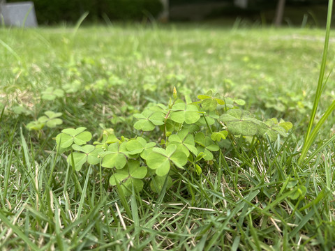 四叶草草地