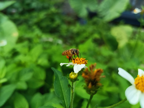 蜜蜂采蜜特写