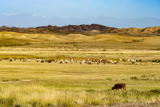 北疆草原牧场
