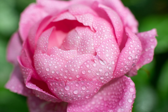 月季花