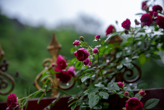 蔷薇花背景图片