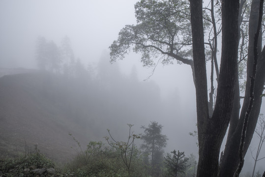 雾中的大树