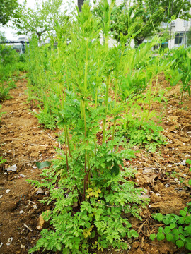 大齿山芹