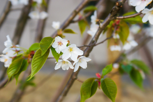 东京樱花