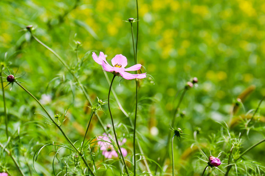 波斯菊