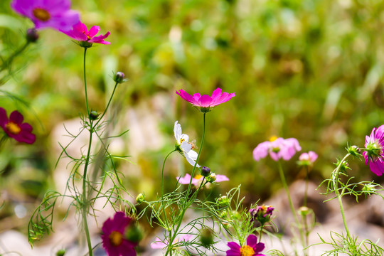 波斯菊格桑花