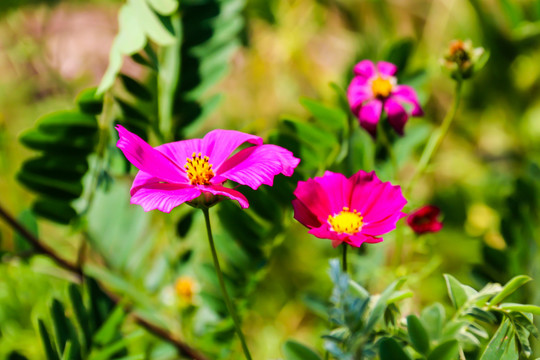 波斯菊格桑花