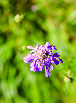 蓝花草