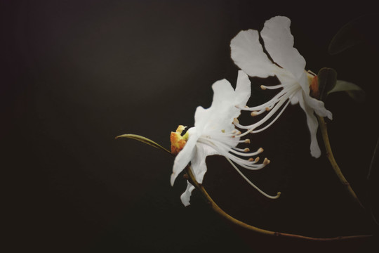 白杜鹃花