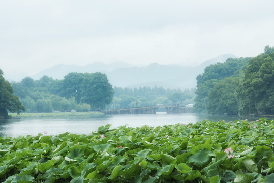 杭州西湖夏天西泠桥