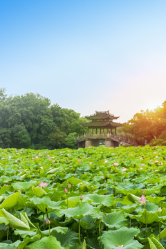 杭州西湖夏天曲院风荷